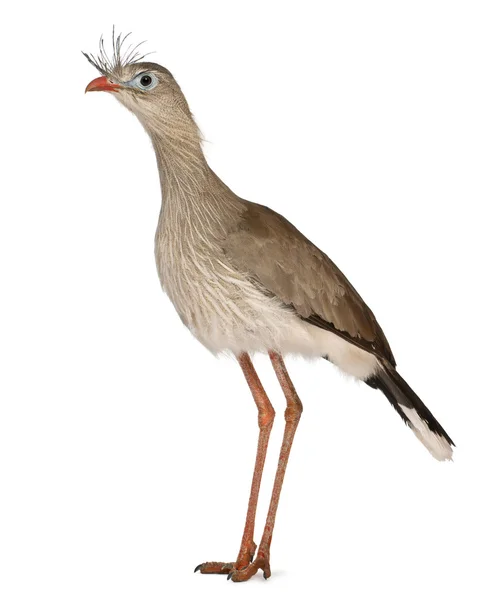 Red-legged Seriema or Crested Cariama, Cariama cristata, standing in front of white background — стокове фото