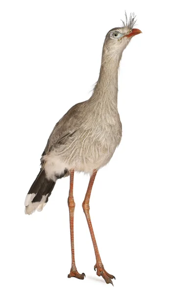 Red-legged Seriema or Crested Cariama, Cariama cristata, standing in front of white background — Stock Photo, Image