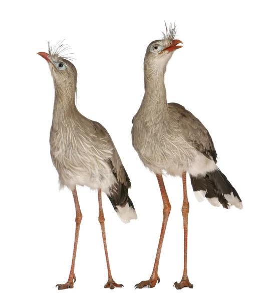 Seriema de patas rojas macho y hembra o Cariama crestada, Cariama cristata, de pie frente al fondo blanco —  Fotos de Stock