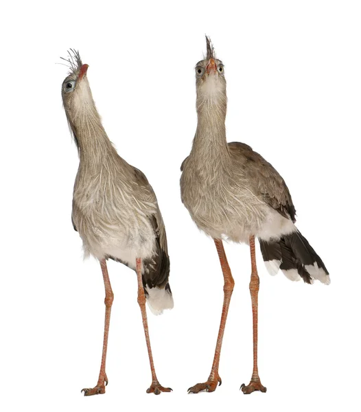 Male and Female Red-legged Seriema or Crested Cariama, Cariama cristata, standing in front of white background — 스톡 사진