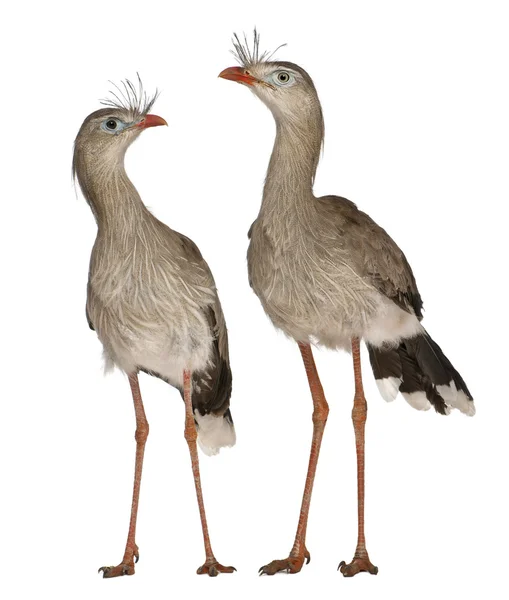 Male and Female Red-legged Seriema or Crested Cariama, Cariama cristata, standing in front of white background — Stock Photo, Image