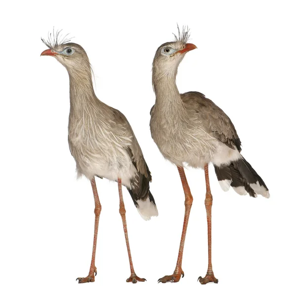 Male and Female Red-legged Seriema or Crested Cariama, Cariama cristata, standing in front of white background — Stock Photo, Image