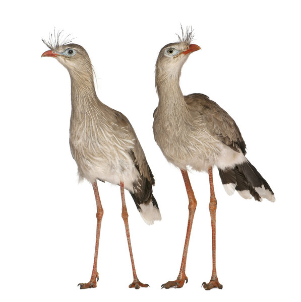 Male and Female Red-legged Seriema or Crested Cariama, Cariama cristata, standing in front of white background