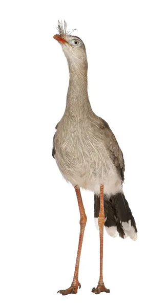 Red-legged Seriema or Crested Cariama, Cariama cristata, standing in front of white background — Stock Fotó