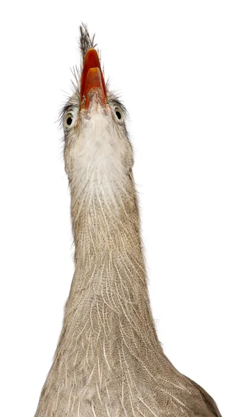 Close up de Seriema de pernas vermelhas ou Cariama Crested, Cariama cristata, na frente de fundo branco — Fotografia de Stock