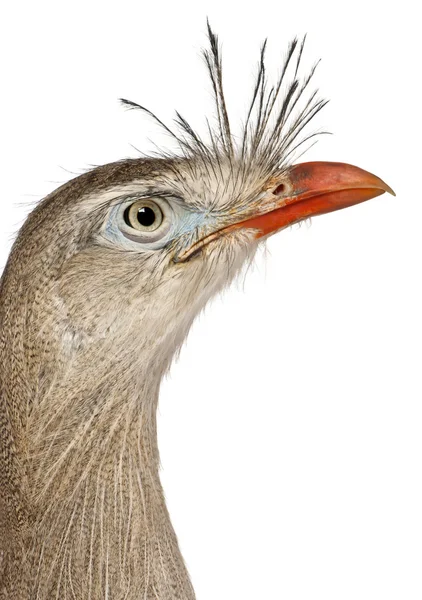 Close up of Red-legged Seriema or Crested Cariama, Cariama cristata, in front of white background — Stock Photo, Image