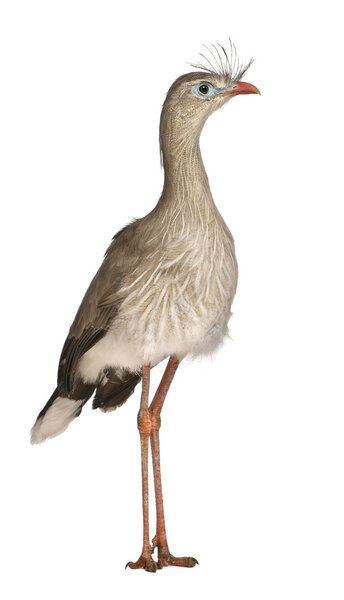 Red-legged Seriema or Crested Cariama, Cariama cristata, standing in front of white background