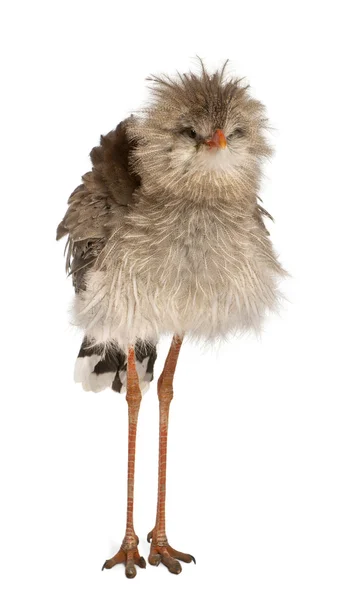 stock image Portrait of Red-legged Seriema or Crested Cariama, Cariama cristata, standing in front of white background