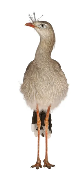 红腿 seriema 或凤头的 cariama，cariama 鸡冠花，站在白色背景前 — 图库照片