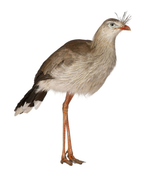 Portrait of Red-legged Seriema or Crested Cariama, Cariama cristata, standing in front of white background