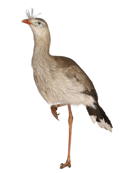 Red-legged Seriema or Crested Cariama, Cariama cristata, standing in front of white background