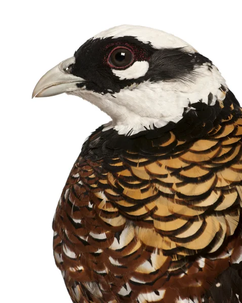 Close up of Male Reeves 's Pheasant, Syrmaticus reevesii, perfil, na frente do fundo branco — Fotografia de Stock
