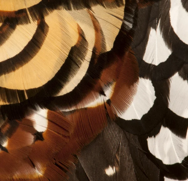 Κοντινό πλάνο του αρσενικό Ριβς Φασιανός, syrmaticus reevesii, φτερά — Φωτογραφία Αρχείου
