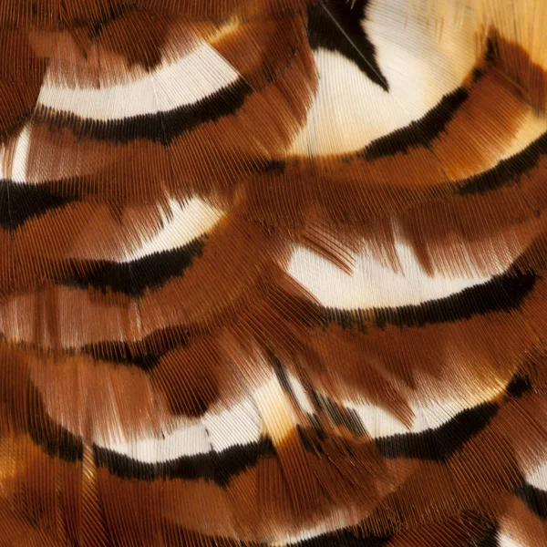 Κοντινό πλάνο του αρσενικό Ριβς Φασιανός, syrmaticus reevesii, φτερά — Φωτογραφία Αρχείου