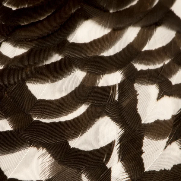 Крупним планом чоловіків Королівський фазан, syrmaticus reevesii, пір'ям — стокове фото