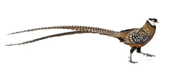 Faisão de Reeves macho, Syrmaticus reevesii, pode crescer até 210 cm de comprimento, na frente do fundo branco — Fotografia de Stock
