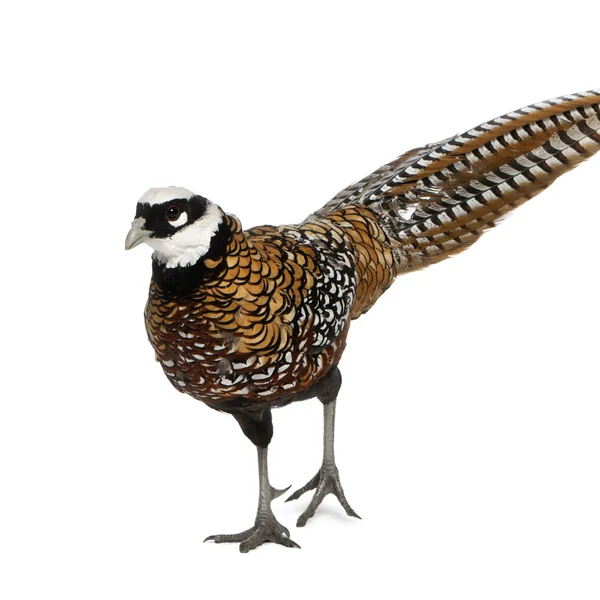 Male Reeves's Pheasant, Syrmaticus reevesii, can grow up to 210 cm long, in front of white background — Stock Photo, Image