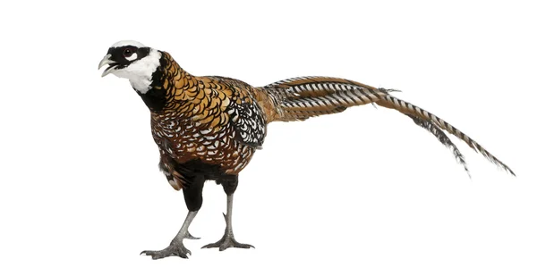 Male Reeves's Pheasant, Syrmaticus reevesii, can grow up to 210 cm long, in front of white background — Stock Photo, Image