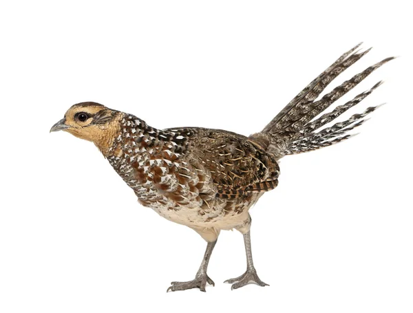 Female Reeves's Pheasant, Syrmaticus reevesii, can grow up to 210 cm long, in front of white background — Stock Photo, Image