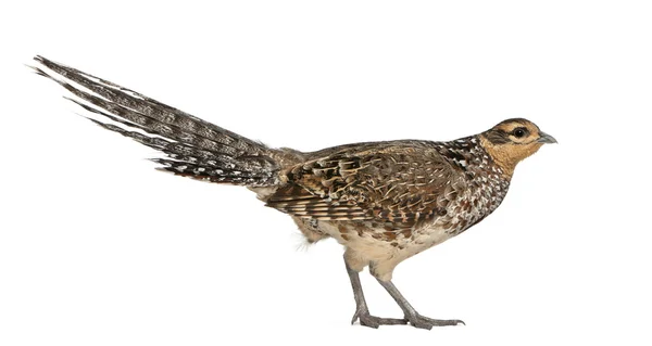 Female Reeves's Pheasant, Syrmaticus reevesii, can grow up to 210 cm long,, standing in front of white background — Stock Photo, Image