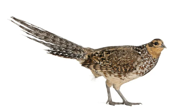 Portrait of Female Reeves's Pheasant, Syrmaticus reevesii, can grow up to 210 cm long, in front of white background — Stock Photo, Image