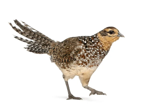 Female Reeves's Pheasant, Syrmaticus reevesii, can grow up to 210 cm long, in front of white background — Stock Photo, Image