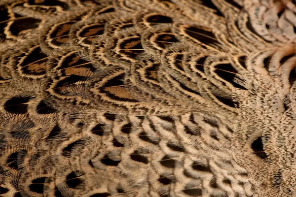 Κοντινό πλάνο γυναικών φασιανός Μπιν Χρυσή ή «κινεζική Φασιανός», chrysolophus pictus, φτερά — Φωτογραφία Αρχείου