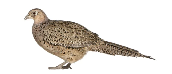 stock image Female Golden Pheasant or 'Chinese Pheasant', Chrysolophus pictus, standing in front of white background