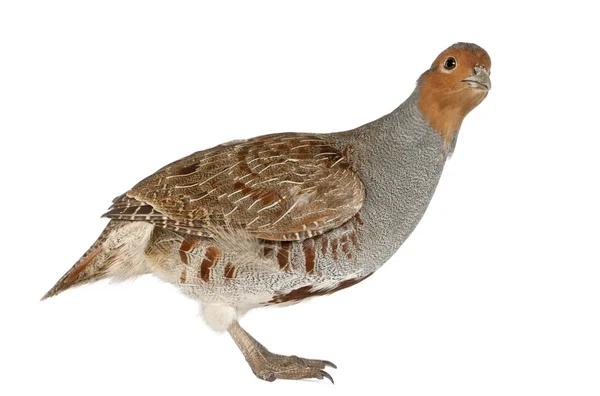Portrait of Grey Partridge, Perdix perdix, also known as the English Partridge, Hungarian Partridge, or Hun, a game bird in the pheasant family, standing in front of white background — Stock Fotó
