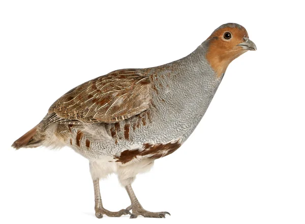 Dikey gri keklik, keklik keklik, olarak da bilinen İngiliz keklik, Macar keklik, veya hun, beyaz arka plan duran pheasant ailesinden bir kuş — Stok fotoğraf