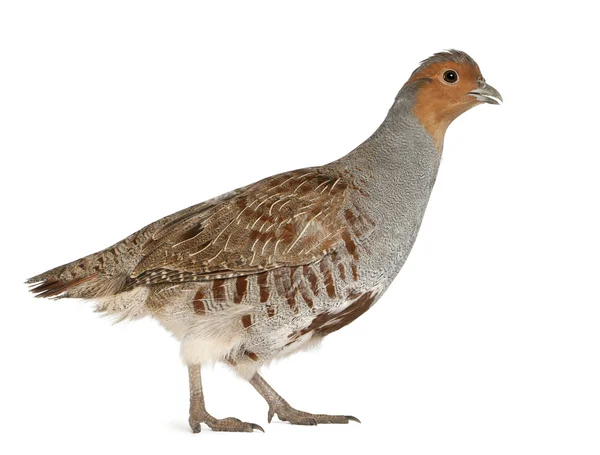 Grey Partridge, Perdix perdix, also known as the English Partridge, Hungarian Partridge, or Hun, a game bird in the pheasant family, standing in front of white background — Stock Photo, Image