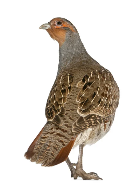 Rapphönan, perdix perdix, även känd som den svenska partridge, ungerska partridge, eller hun, en spel fågel i familjen fasan, stående framför vit bakgrund — Stockfoto