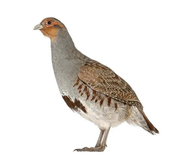 Perdrix grise, perdix perdix, également connu sous le nom de perdrix anglaise, perdrix hongroise, ou Hun, un oiseau gibier dans la famille des faisans, debout devant fond blanc — Photo