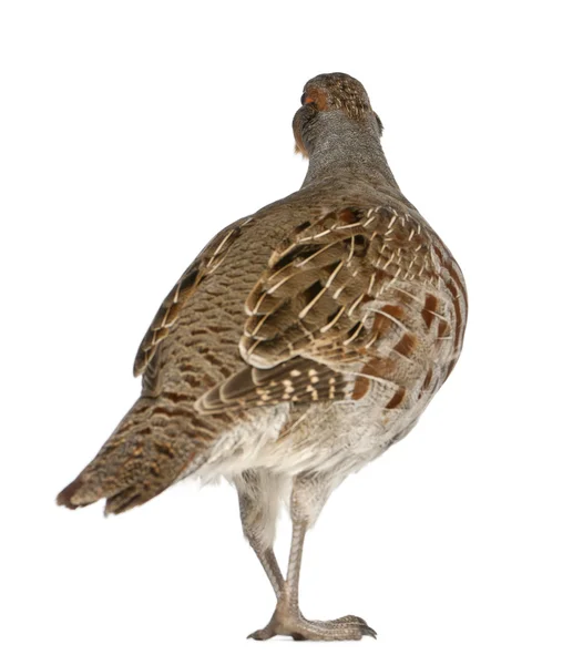 Grey Partridge, Perdix perdix, also known as the English Partridge, Hungarian Partridge, or Hun, a game bird in the pheasant family, standing in front of white background — стокове фото