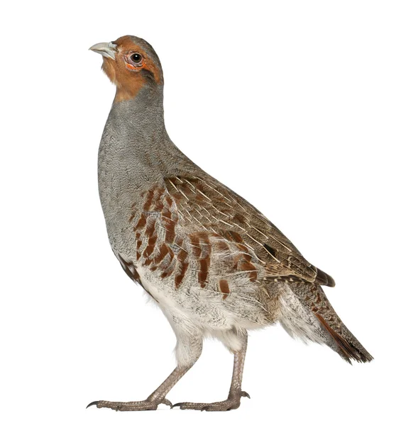 Portrait of Grey Partridge, Perdix perdix, also known as the English Partridge, Hungarian Partridge, or Hun, a game bird in the pheasant family, standing in front of white background — Stock Photo, Image
