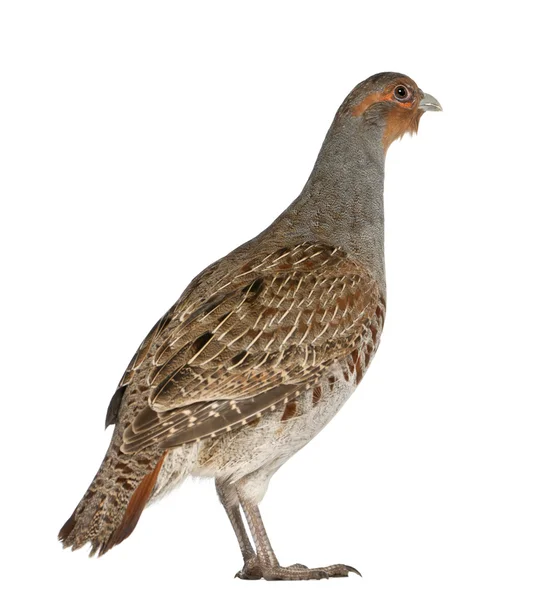 Γκρι Πέρδικα, perdix perdix, επίσης γνωστή ως η αγγλική Πέρδικα, ουγγρική Πέρδικα, ή hun, ένα παιχνίδι πουλί στην οικογένεια Φασιανός, στέκεται μπροστά από το λευκό φόντο — Φωτογραφία Αρχείου