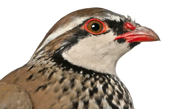 Detailní záběr Koroptev nebo francouzské partridge, alectoris rufa, hry pták z čeledi před bílým pozadím — Stock fotografie