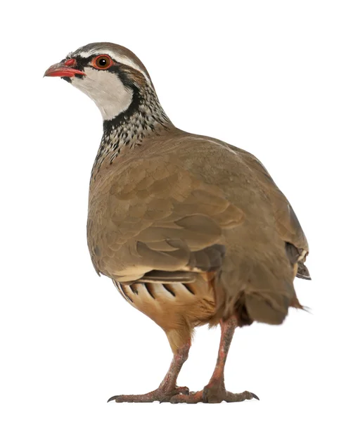 Perdiz de pernas vermelhas ou perdiz francesa, Alectoris rufa, um pássaro de caça da família faisão, de pé na frente do fundo branco — Fotografia de Stock