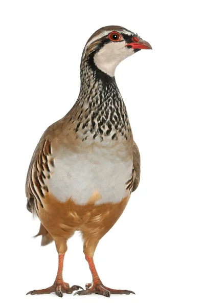 Röda ben rapphöna eller franska partridge, alectoris rufa, en spel fågel i familjen fasan, stående framför vit bakgrund — Stockfoto