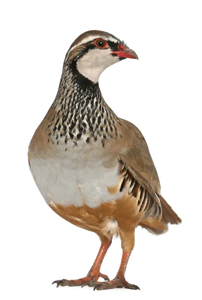 Perdiz de pernas vermelhas ou perdiz francesa, Alectoris rufa, um pássaro de caça da família faisão, de pé na frente do fundo branco — Fotografia de Stock