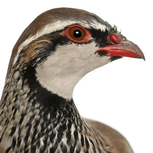 Primer plano de la perdiz de patas rojas o perdiz francesa, Alectoris rufa, un ave de caza de la familia de los faisanes frente al fondo blanco — Foto de Stock