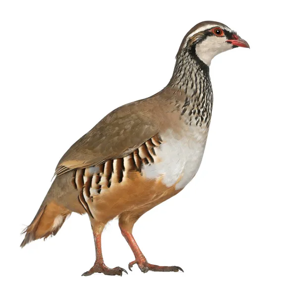Red-legged Partridge or French Partridge, Alectoris rufa, a game bird in the pheasant family, standing in front of white background — стокове фото