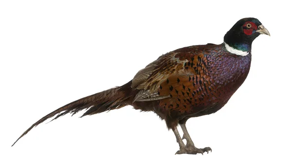 Male European Common Pheasant, Phasianus colchicus, a bird in the pheasant, standing in front of white background — 스톡 사진