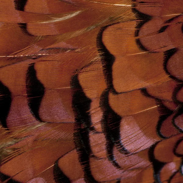 Acercamiento de Faisán Común Europeo Masculino, Phasianus colchicus, plumas — Foto de Stock