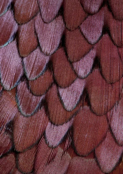 Närbild på manliga europeiska gemensamma fasan, phasianus colchicus, fjädrar — Stockfoto