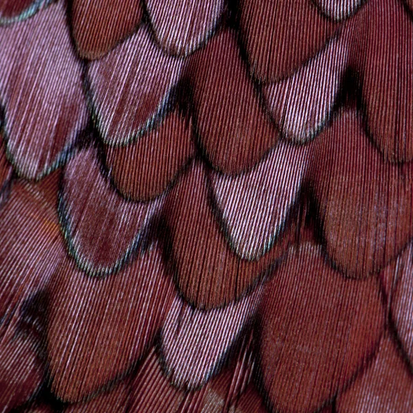 Κοντινό πλάνο αρσενικό ευρωπαϊκή κοινή Φασιανός, phasianus colchicus, φτερά — 图库照片