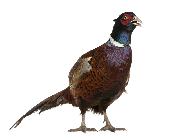 Male European Common Pheasant, Phasianus colchicus, a bird in the pheasant, standing in front of white background — Stock Fotó