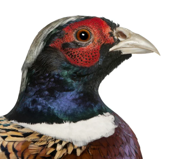 Close up of Male American Common Pheasant, Phasianus colchicus, in front of white background — Stock Photo, Image