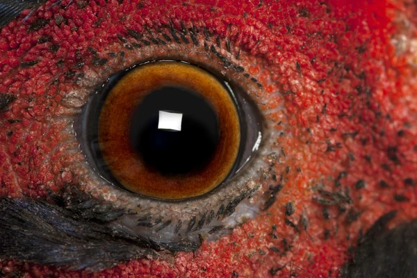Zblízka mužské Bažant obecný je americký, phasianus colchicus, oko — Stock fotografie