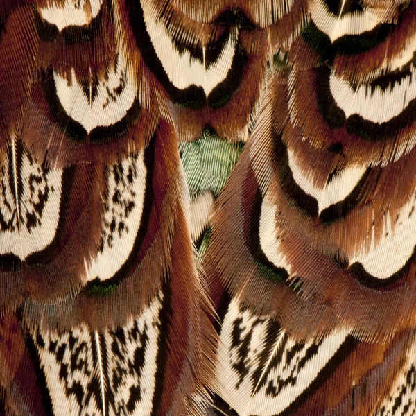 Acercamiento de Faisán Común Americano Masculino, Phasianus colchicus, plumas —  Fotos de Stock